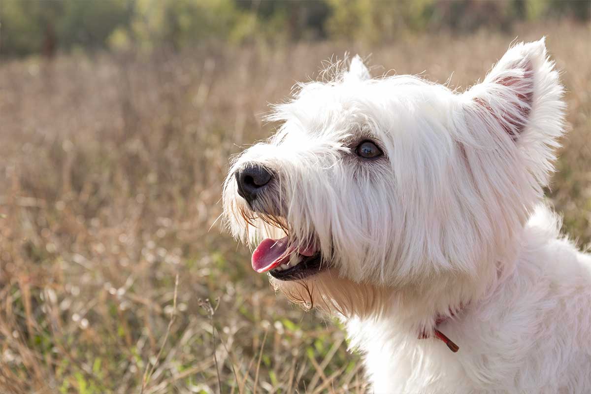 West Highland White Terrier